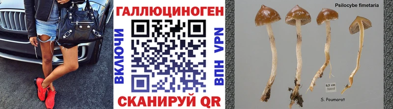 купить наркоту  кракен как войти  Псилоцибиновые грибы Magic Shrooms  Азнакаево 